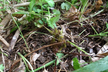 画像をギャラリービューアに読み込む, おいしいものを食べたいのは、人も猪も同じ。猪と競争しながら掘った筍の味は格別です