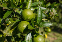 画像をギャラリービューアに読み込む, 希少なオーガニックの国産ライム。ここにしかない湘南プライムライムです