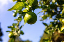 画像をギャラリービューアに読み込む, 希少なオーガニックの国産ライム。ここにしかない湘南プライムライムです