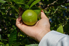 画像をギャラリービューアに読み込む, 希少なオーガニックの国産ライム。ここにしかない湘南プライムライムです