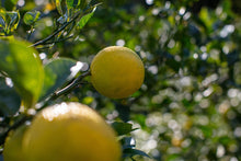画像をギャラリービューアに読み込む, 唯一無二のオーガニックマイヤーレモン(レモンライム)