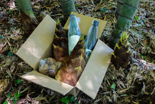 画像をギャラリービューアに読み込む, おいしいものを食べたいのは、人も猪も同じ。猪と競争しながら掘った筍の味は格別です