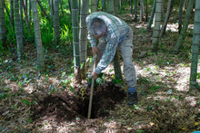 画像をギャラリービューアに読み込む, おいしいものを食べたいのは、人も猪も同じ。猪と競争しながら掘った筍の味は格別です