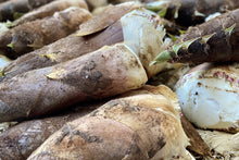 画像をギャラリービューアに読み込む, おいしいものを食べたいのは、人も猪も同じ。猪と競争しながら掘った筍の味は格別です