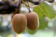 画像をギャラリービューアに読み込む, 自然農法35年。皮ごと食べられるキウイフルーツ。これがジャパン・クオリティー