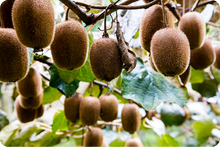 画像をギャラリービューアに読み込む, 自然農法35年。皮ごと食べられるキウイフルーツ。これがジャパン・クオリティー