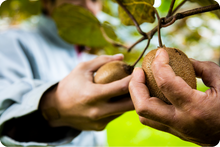 画像をギャラリービューアに読み込む, 自然農法35年。皮ごと食べられるキウイフルーツ。これがジャパン・クオリティー